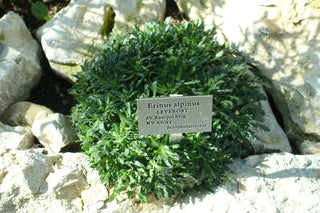 Erinus alpinus <br>ALPINE BALSAM, FAIRY FOXGLOVE