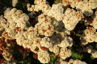 Eriogonum fasciculatum <br>FLAT-TOPPED BUCKWHEAT, CALIFORNIA BUCKWHEAT