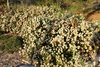 Eriogonum fasciculatum <br>FLAT-TOPPED BUCKWHEAT, CALIFORNIA BUCKWHEAT