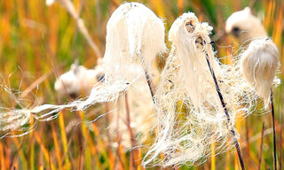 Eriophorum angustifolium <br>COTTON GRASS