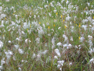 Eriophorum angustifolium <br>COTTON GRASS