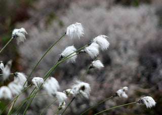 Eriophorum vaginatum <br>COTTON GRASS