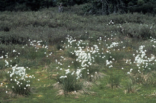 Eriophorum vaginatum <br>COTTON GRASS