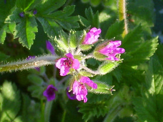 Erodium manescavii <br>HERON'S BILL