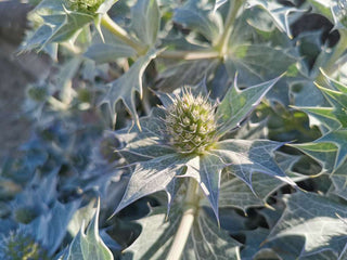 Eryngium maritimum <br>EUROPEAN SEA HOLLY