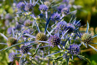 Eryngium planum <br>'BLUE HOBBIT' COMPACT SEA HOLLY