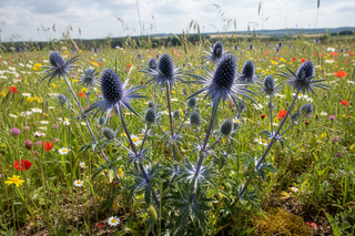 Eryngium planum blue cap in natural habitat