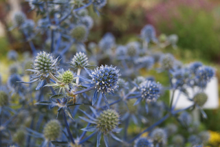 Eryngium planum <br>'BLUE GLITTER' SEA HOLLY