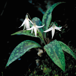 Erythronium revolutum albidum <br>WHITE TROUT LILY