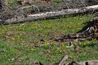 Erythronium grandiflorum <br>TROUT LILY, YELLOW FAWN LILY
