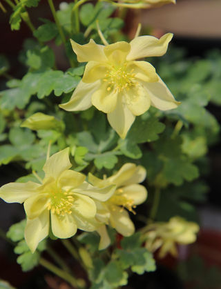 Aquilegia <br>YELLOW STAR COLUMBINE