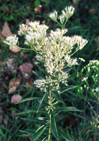 Eupatorium altissimum <br>TALL BONESET JOE PYE