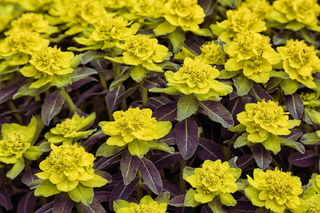 Amygdaloides purpurea <br>PURPLE/RED EUPHORBIA