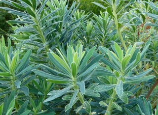 Euphorbia characias <br>SPURGE