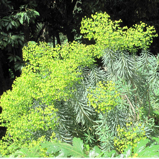 Euphorbia characias <br>SPURGE