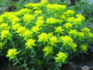 Euphorbia epithymoides <br>CUSHION SPURGE