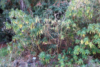 Euphorbia mellifera <br>CANARY SPURGE