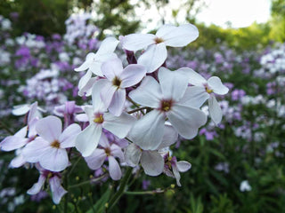 Hesperis matronalis <br>WHITE DAME'S ROCKET