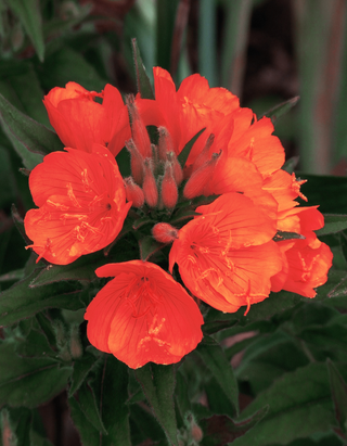 Oenothera versicolor <br>PRIMROSE 'SUNSET BOULEVARD'