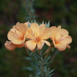 Oenothera odorata <br>EVENING PRIMROSE 'APRICOT DELIGHT'