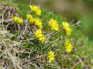 Draba alzoides <br>YELLOW WHITLOW GRASS