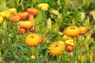 Helichrysum bracteatum <br>STRAWFLOWER EVERLASTING MIX