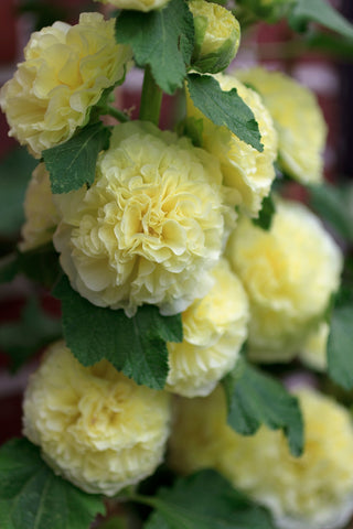 Alcea rosea DOUBLE YELLOW HOLLYHOCK