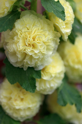 Alcea rosea <br>DOUBLE YELLOW HOLLYHOCK