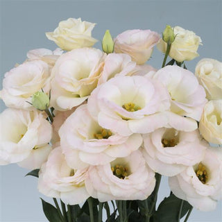 Eustoma grandiflorum <br>LISIANTHUS CHAMPAGNE ROSITA
