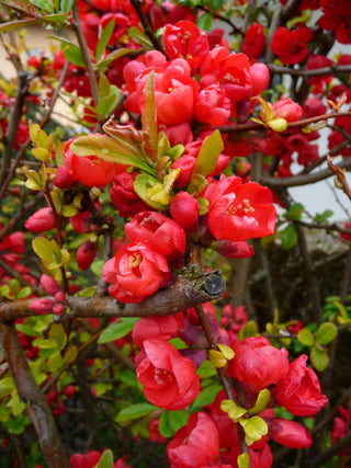 FLOWERING QUINCE, MAULE'S DWARF FLOWERING JAPANESE QUINCE <br>Chaenomeles japonica
