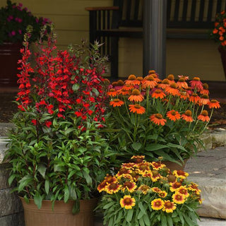 Echinacea hybrida <br>ARTISAN SOFT-ORANGE CONEFLOWER