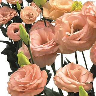 Eustoma grandiflorum <br>LISIANTHUS APRICOT 3