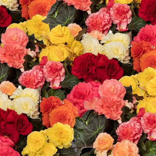Begonia tuberhybrida <br>BEGONIA TUBEROUS MIX