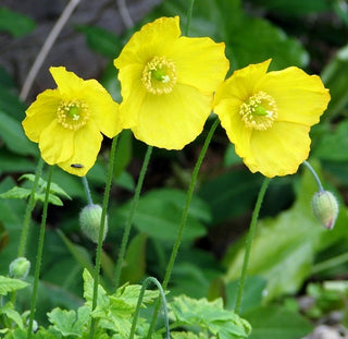 WELSH YELLOW POPPY <br>Meconopsis cambrica, Papaver cambricum