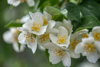 Philadelphus coronarius <br>SWEET MOCKORANGE MOCK ORANGE