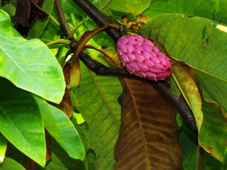 UMBRELLA MAGNOLIA TREE <br>Magnolia tripetala
