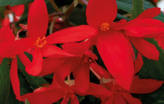 Begonia boliviensis <br>BEGONIA GROOVY RED