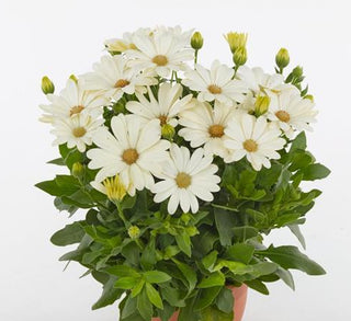 Osteospermum ecklonis <br>AFRICAN DAISY AKILA WHITE