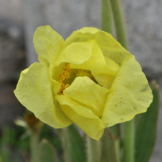 YELLOW HIMALAYAN POPPY <br>Meconopsis intergrifolia