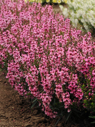 Angelonia augustifolia <br>ANGELONIA ROSE