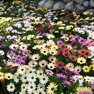 Osteospermum ecklonis <br>AFRICAN DAISY AKILA GRAND CANYON MIX
