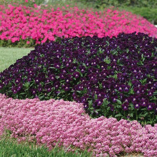 Lobularia <br>SWEET ALYSSUM EASTER BONNET DEEP PINK