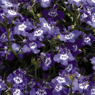 Lobelia erinus <br>LOBELIA BLUE EYE