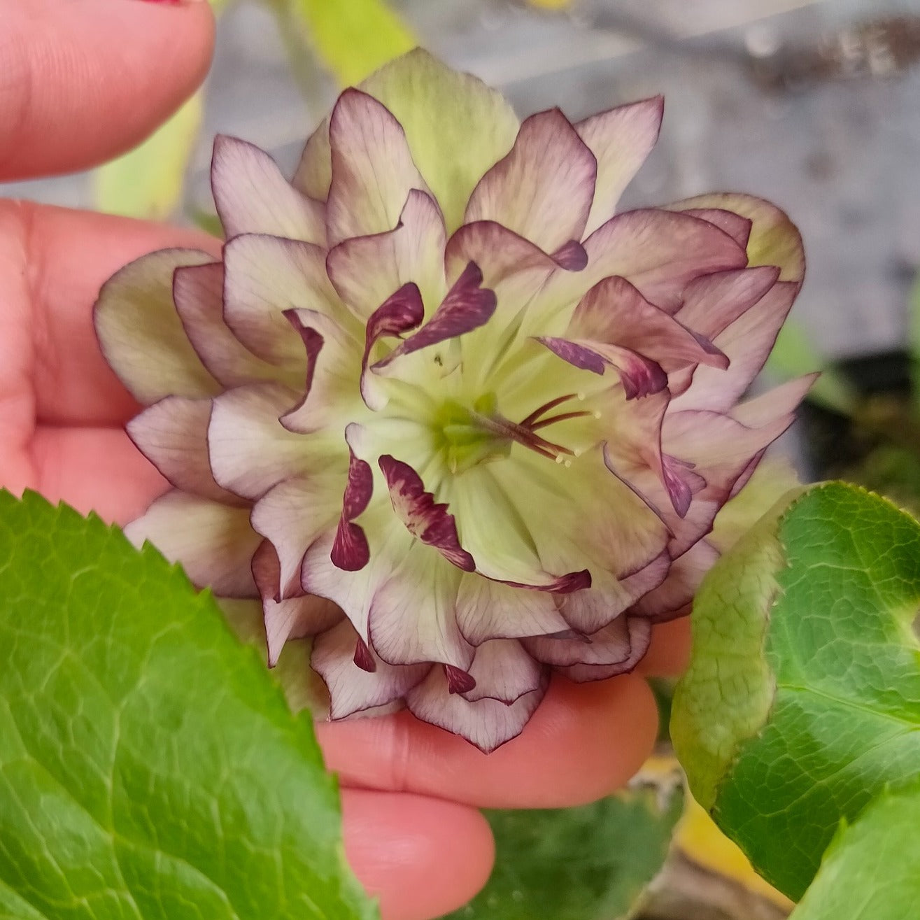christmas rose seeds Helleborus orientalis DOUBLE CHRISTMAS ROSE – Ferri Seeds