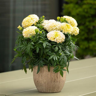 Tagetes erecta <br>MARIGOLD LANNA LACE