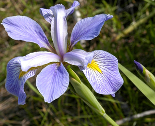 SOUTHERN BLUE FLAG IRIS, GREAT VIRGINIA IRIS <br>Iris virginica