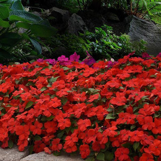 Impatiens walleriana <br>IMPATIENS CARNIVAL RED