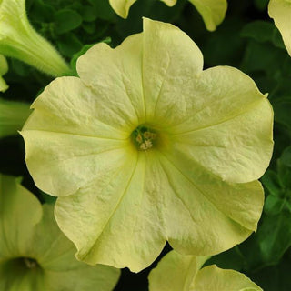 Petunia <br>PETUNIA 'LIME GREEN'