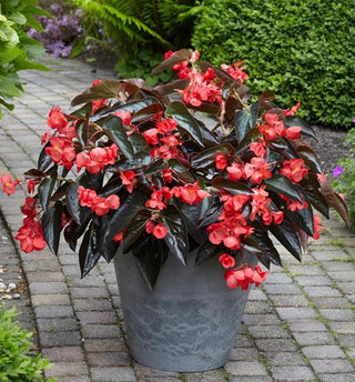 Begonia coccinea <br>BEGONIA RED DRAGON WING ANGEL WING, BRONZE FOLIAGE