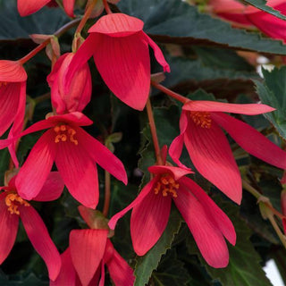 Begonia boliviensis <br>BEGONIA GROOVY ROSE